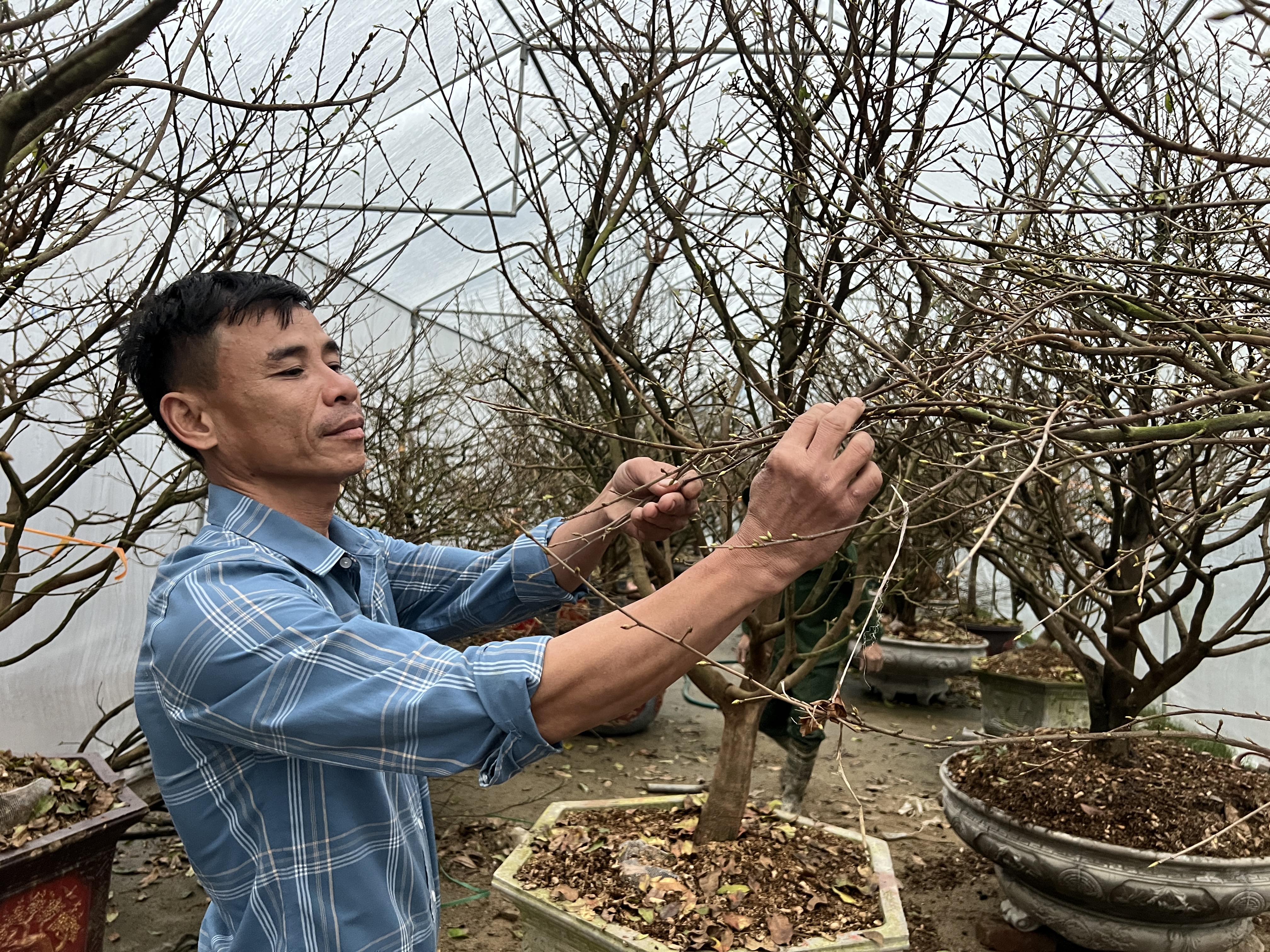 Vườn mai lớn của lão nông xứ Cẩm tất bật vào vụ Tết